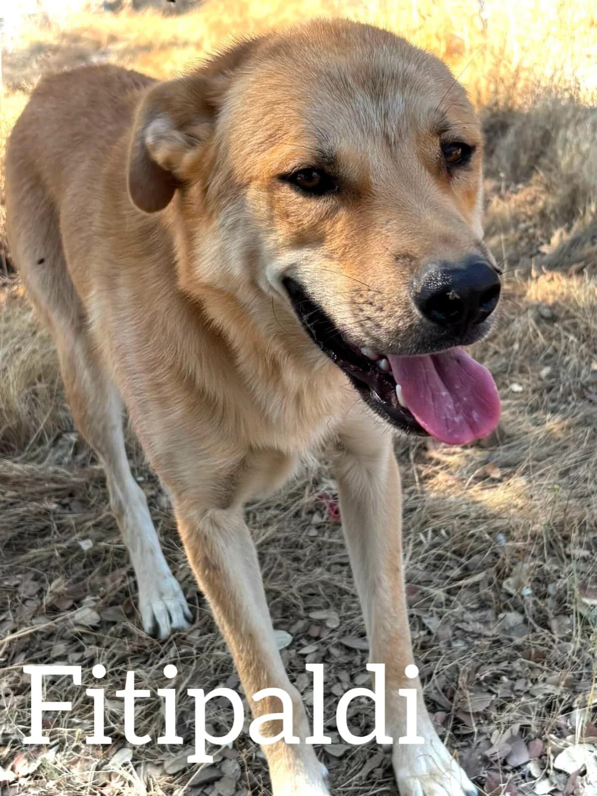 FITIPALDI, male young Mixed Breed for adoption at DogHorseCity, Toledo