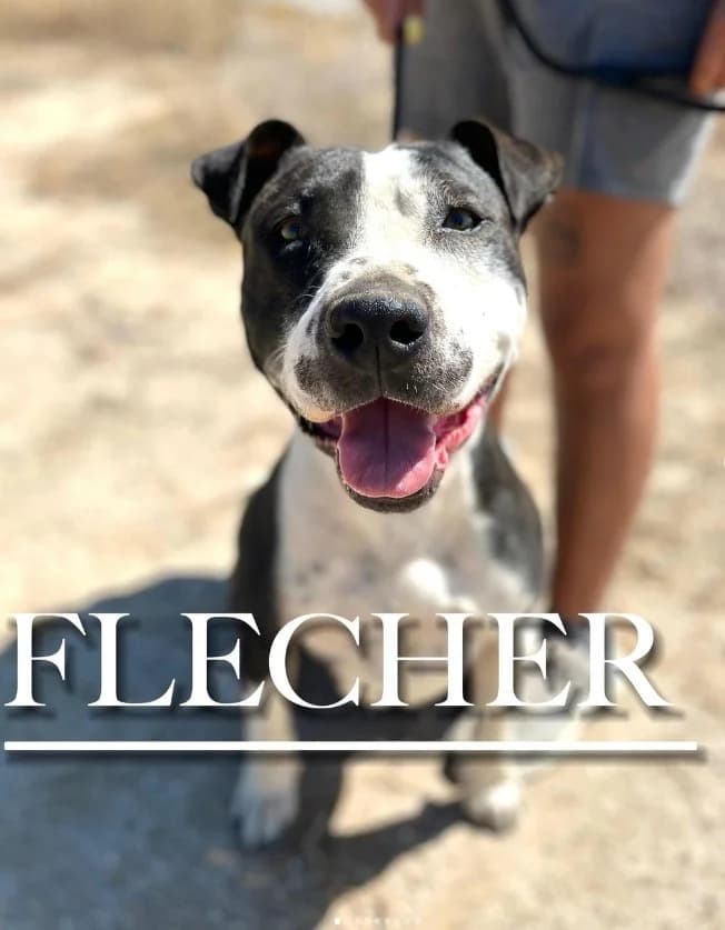 FLECHER, male young Pit Bull Terrier for adoption at DogHorseCity, Toledo