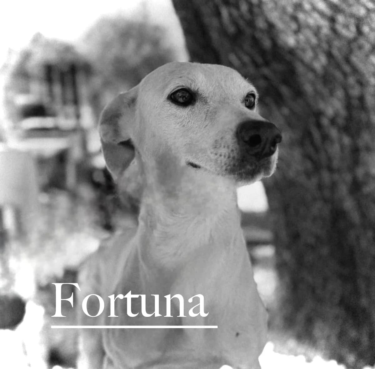 FORTUNA,  4yo Galgo Español for adoption at DogHorseCity, Toledo