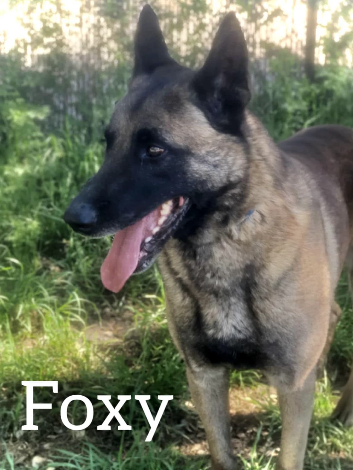 FOXY, male 6yo Belgian Malinois for adoption at DogHorseCity, Toledo