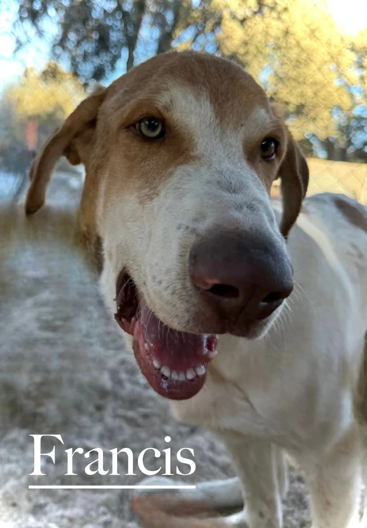 FRANCIS, male young Mixed Breed for adoption at DogHorseCity, Toledo