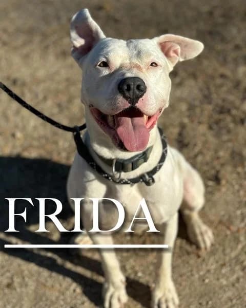FRIDA, female senior Pit Bull Terrier for adoption at DogHorseCity, Toledo