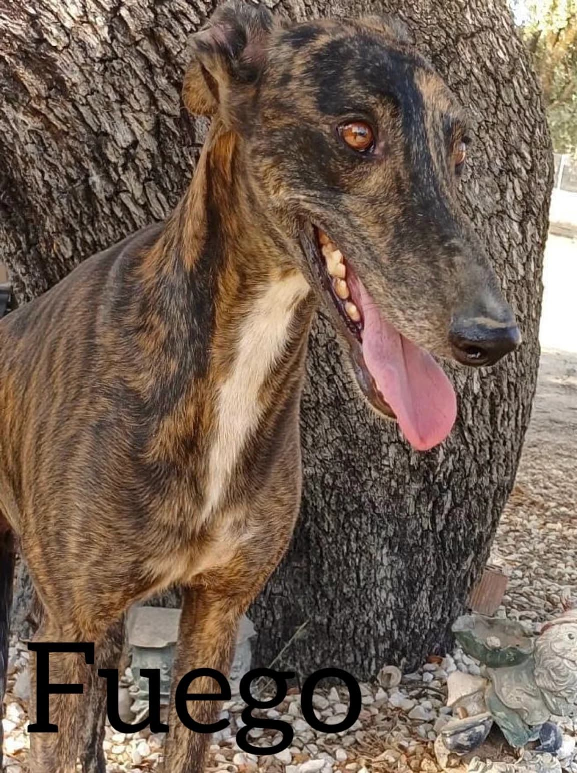 FUEGO, male 3yo Galgo Español for adoption at DogHorseCity, Toledo