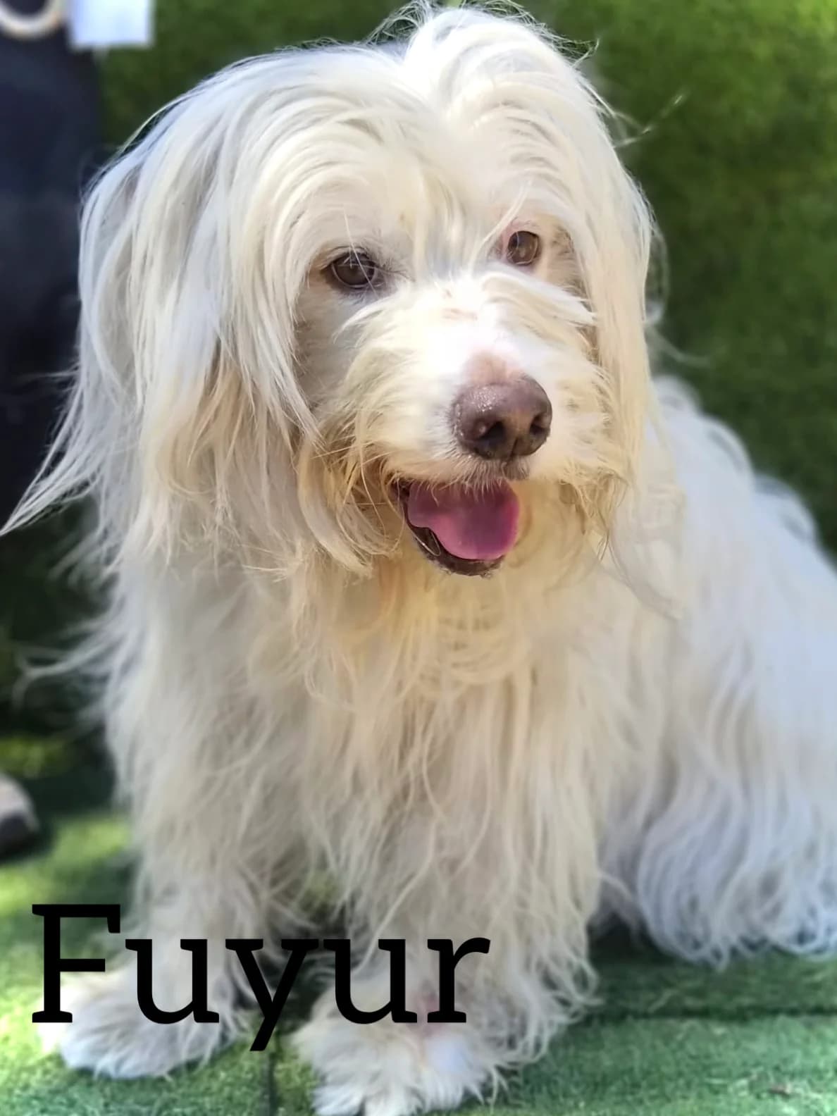 FUYUR, male senior mixed breed for adoption at DogHorseCity, Toledo
