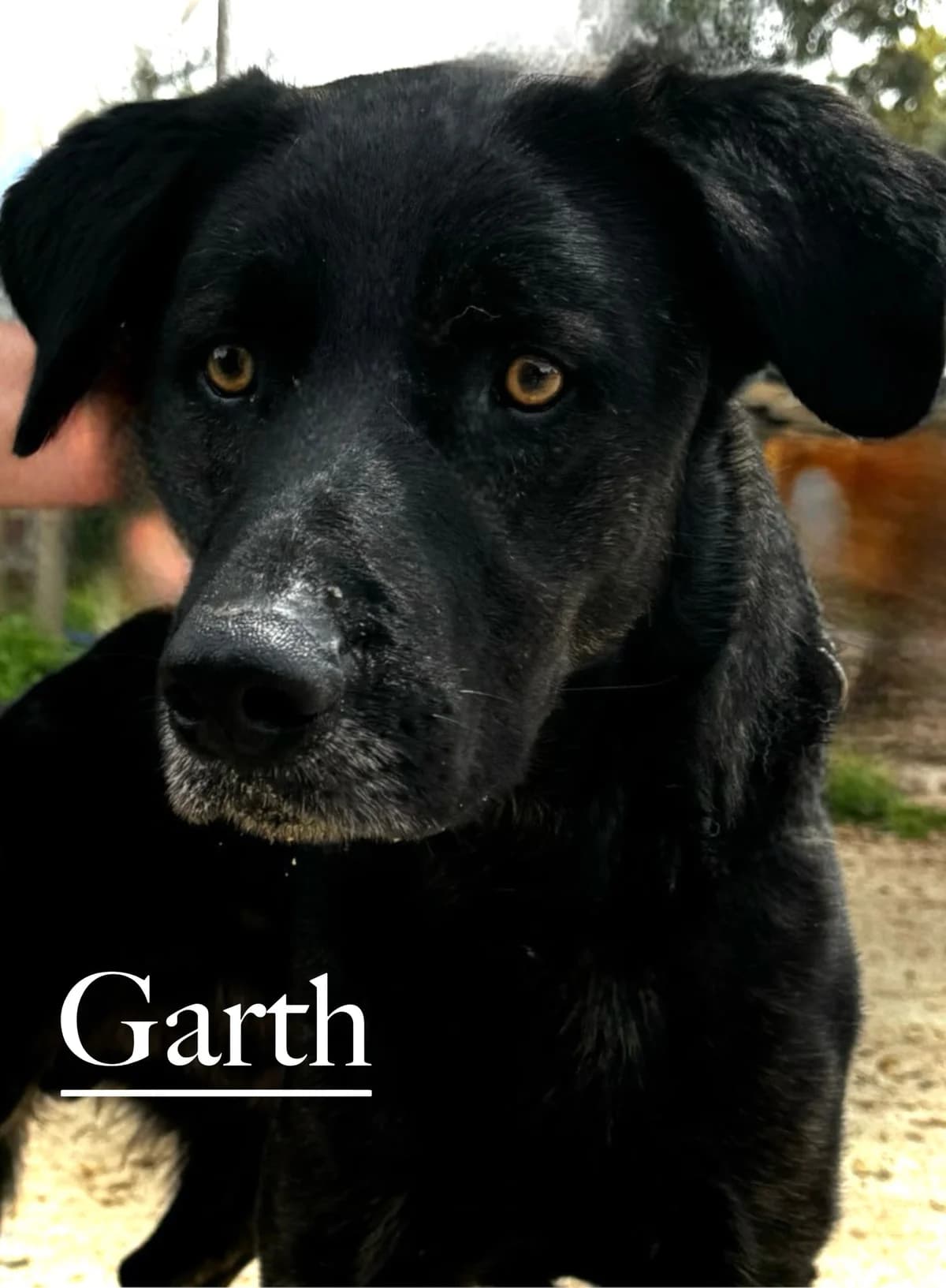 GARTH, male 3yo Mixed Breed for adoption at DogHorseCity, Toledo