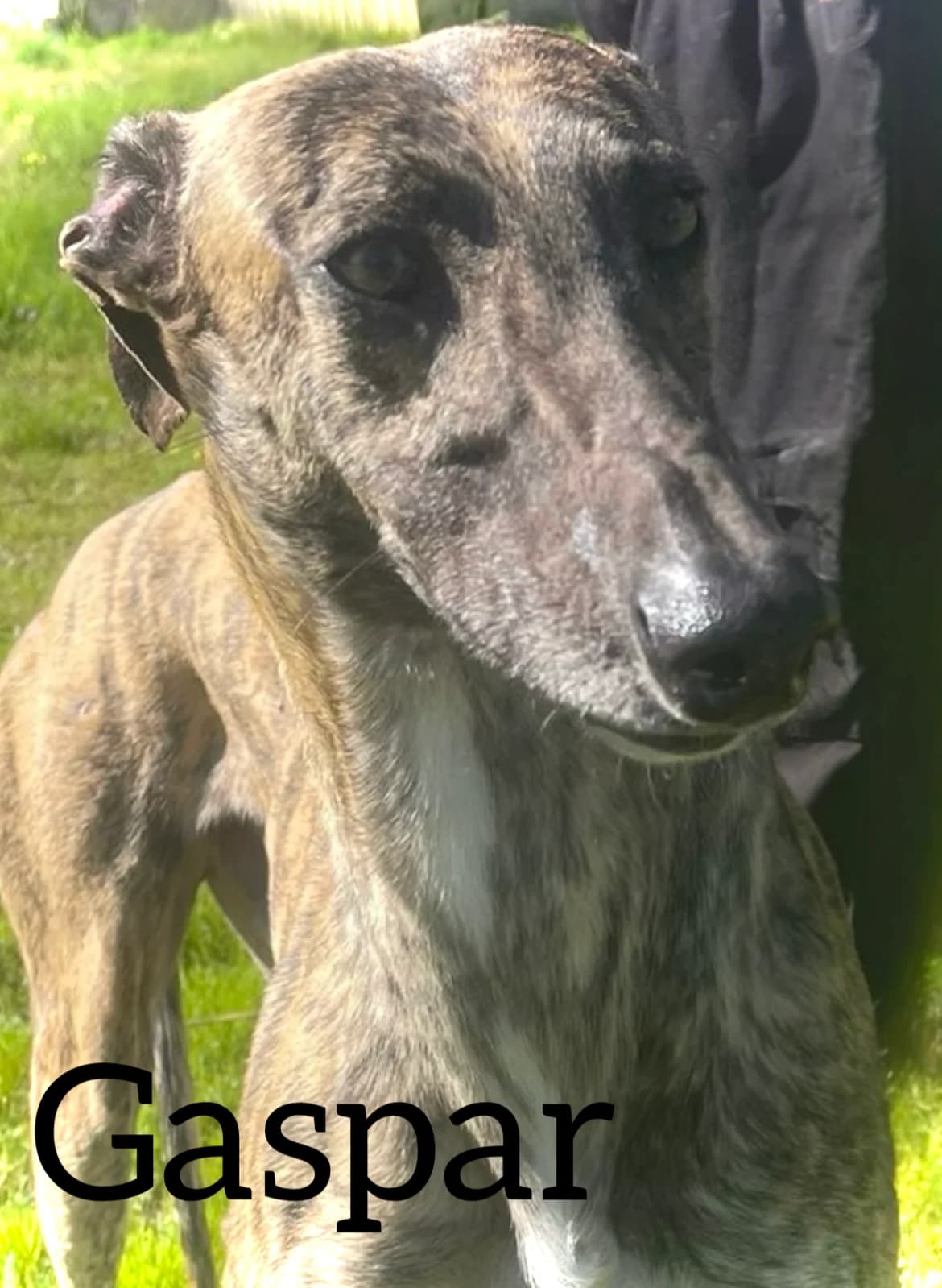 GASPAR, male 3yo Galgo Español for adoption at DogHorseCity, Toledo