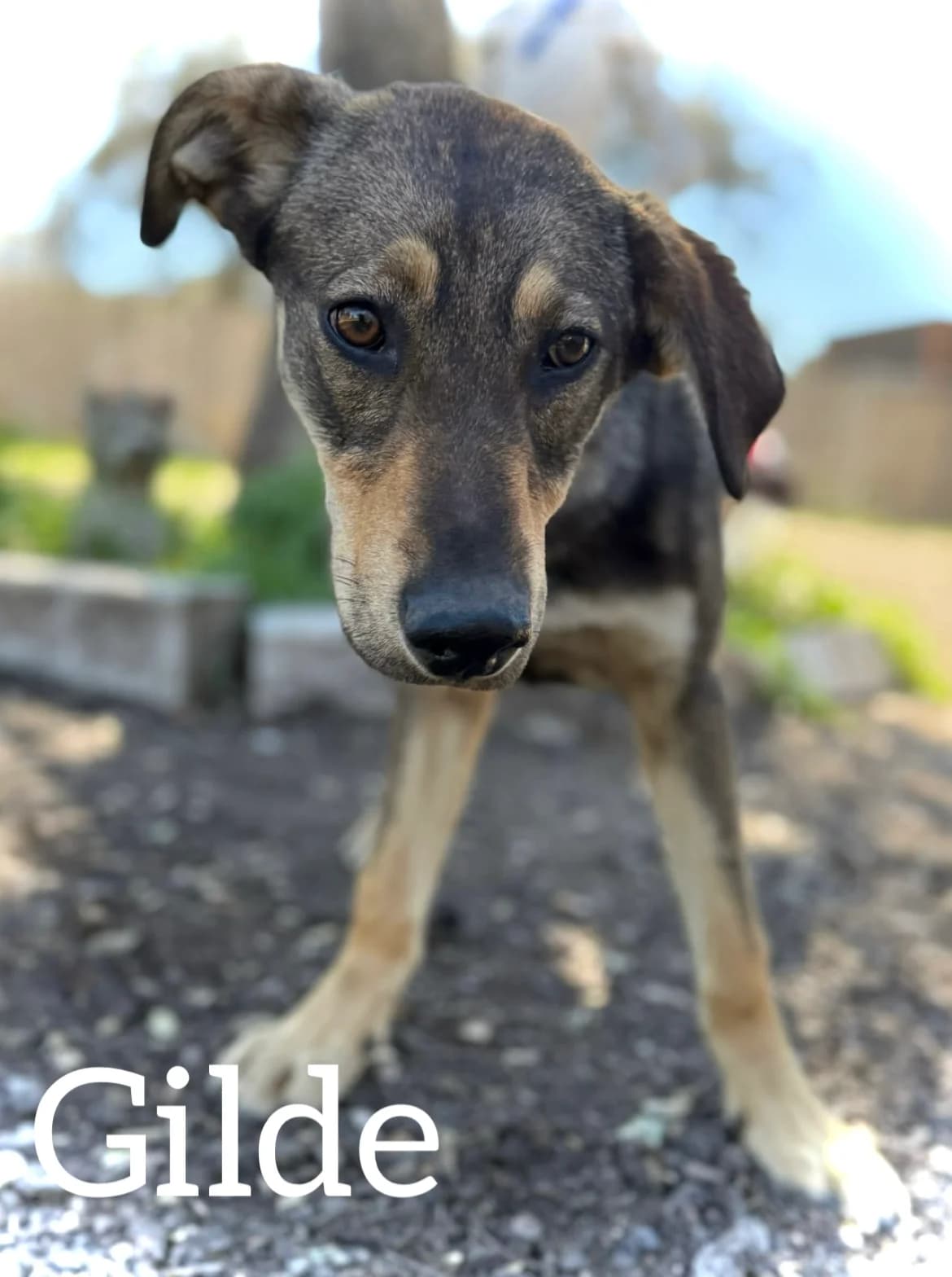 GILDE, female young Mixed Breed for adoption at DogHorseCity, Toledo