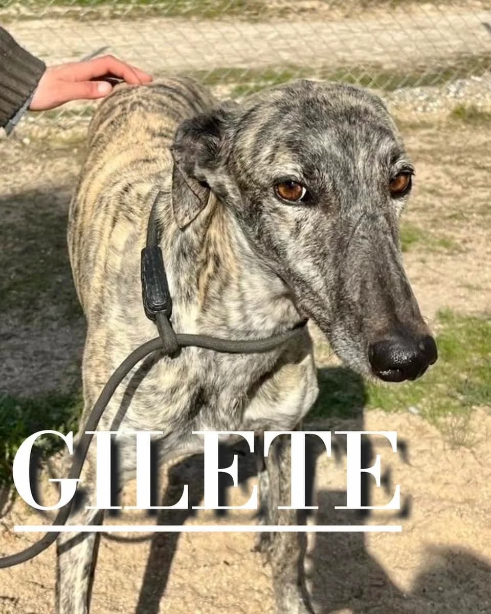 GILETE,  4yo Galgo Español for adoption at DogHorseCity, Toledo