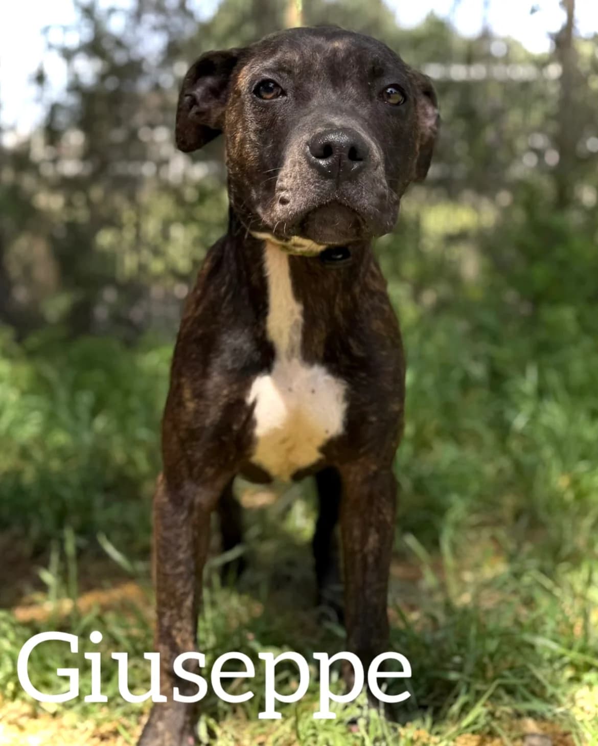 GIUSEPPE, male young Pit Bull Terrier for adoption at DogHorseCity, Toledo