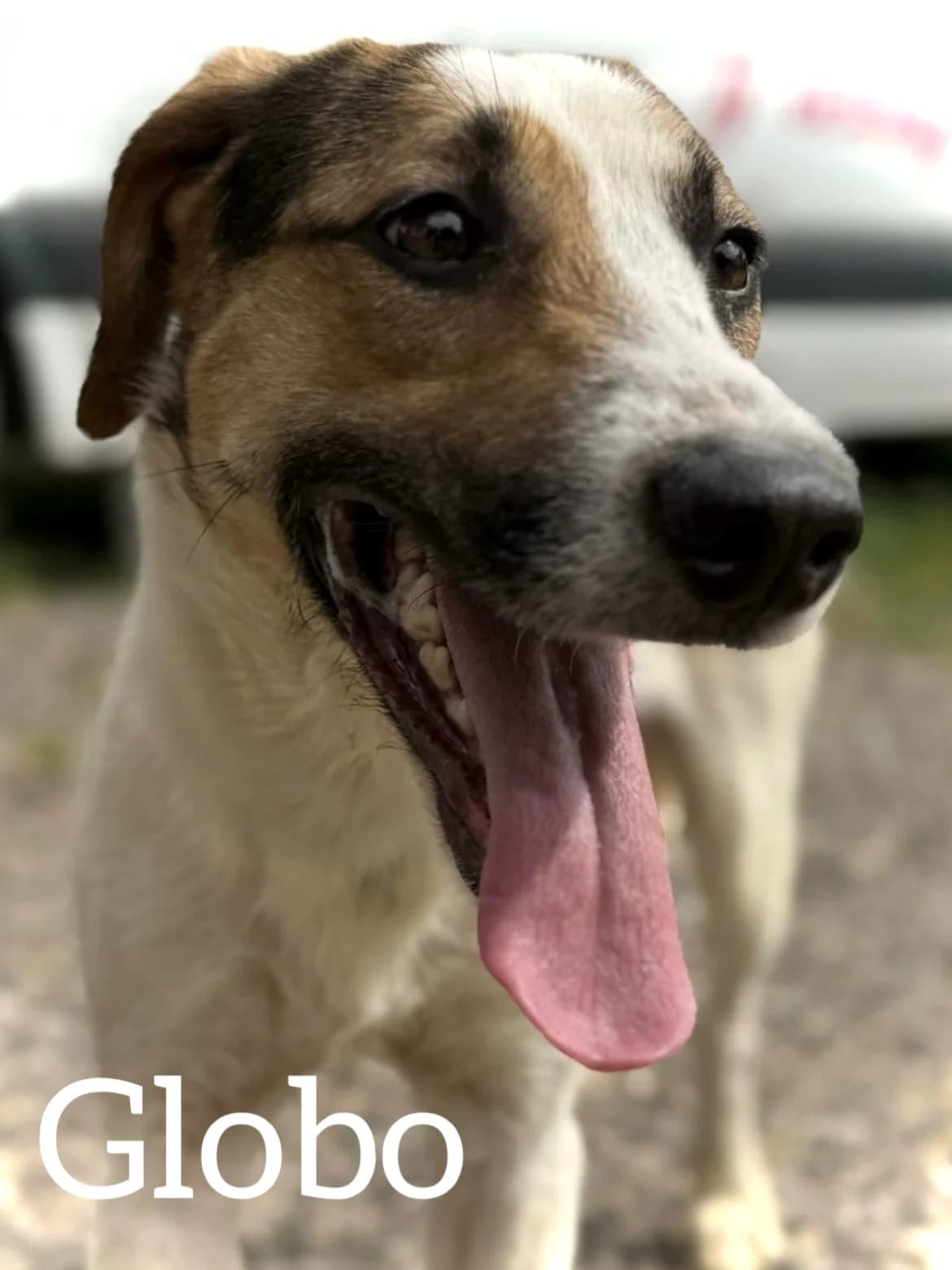 GLOBO, male young Mixed Breed for adoption at DogHorseCity, Toledo