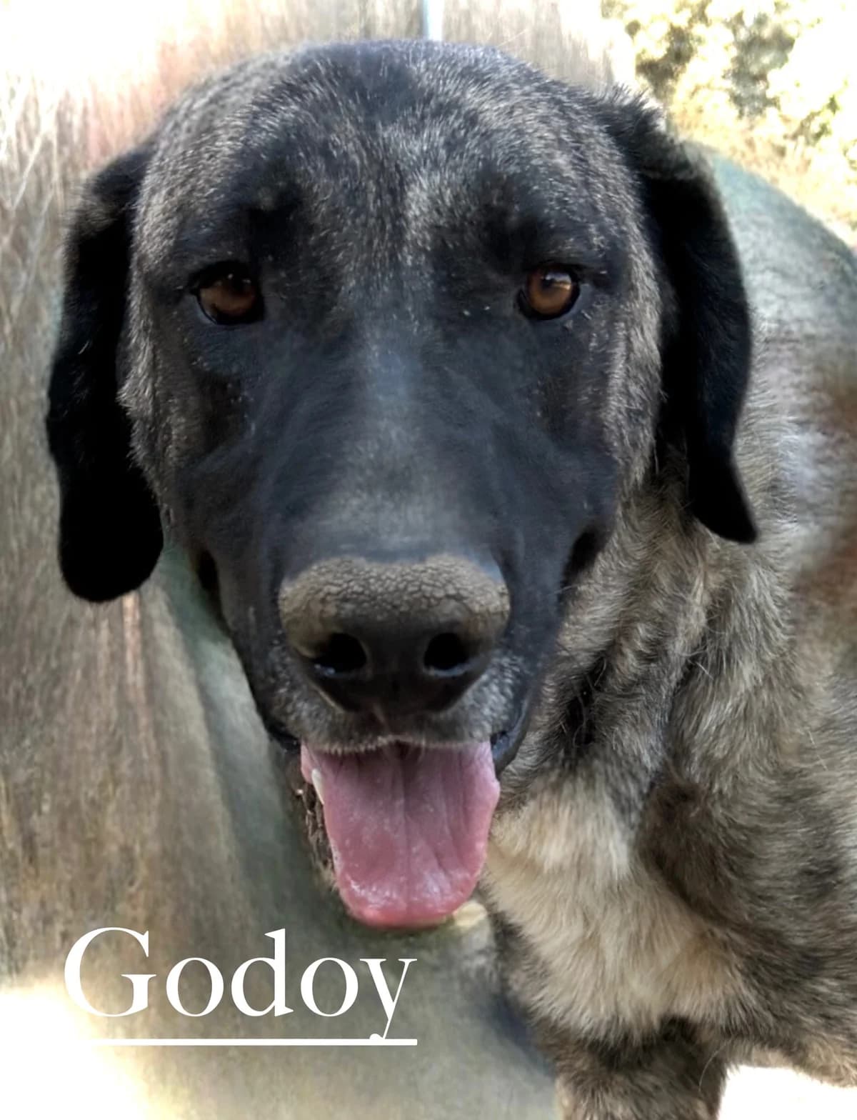 GODOY, male 5yo Spanish Mastiff for adoption at DogHorseCity, Toledo
