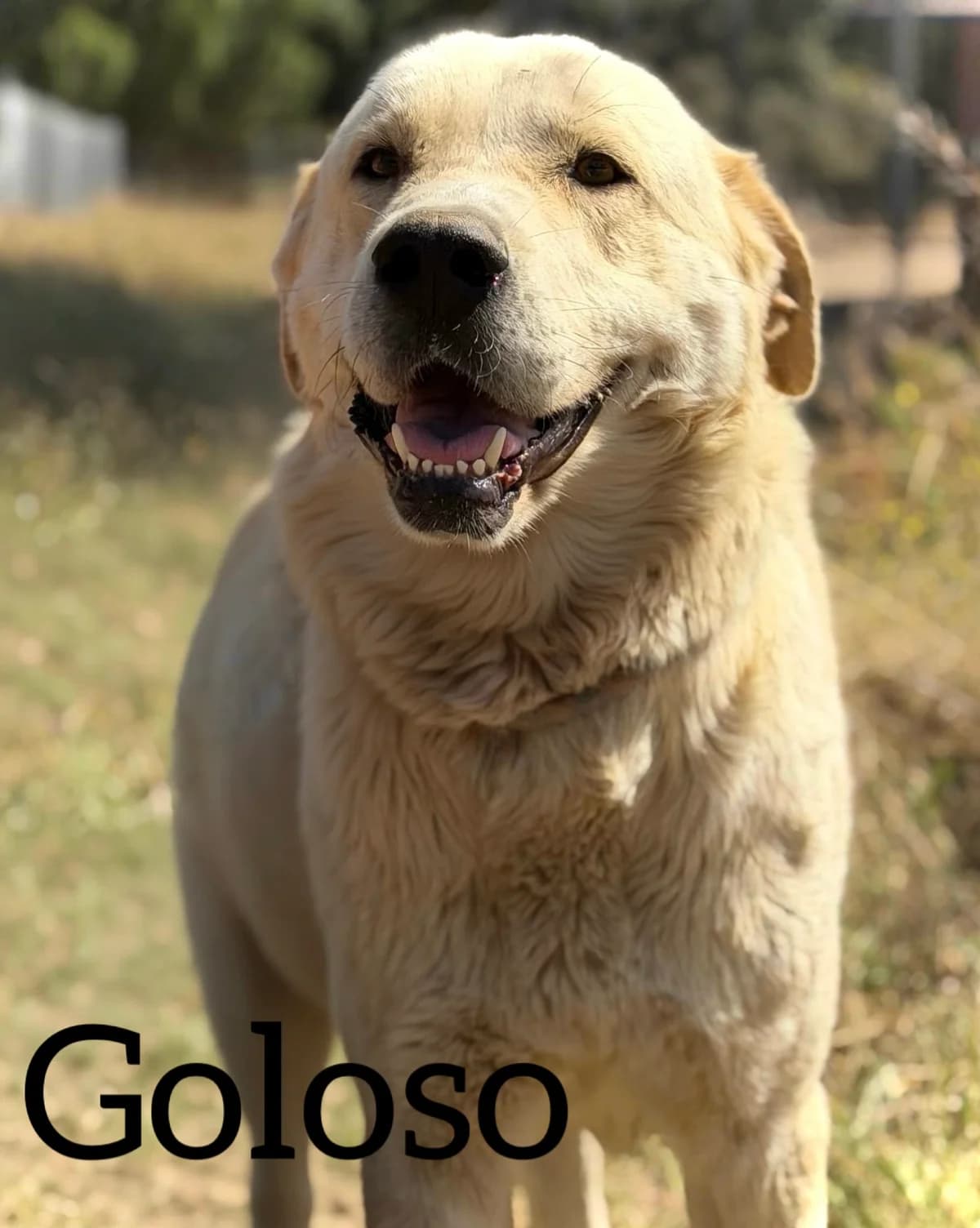 GOLOSO, male young Spanish Mastiff for adoption at DogHorseCity, Toledo