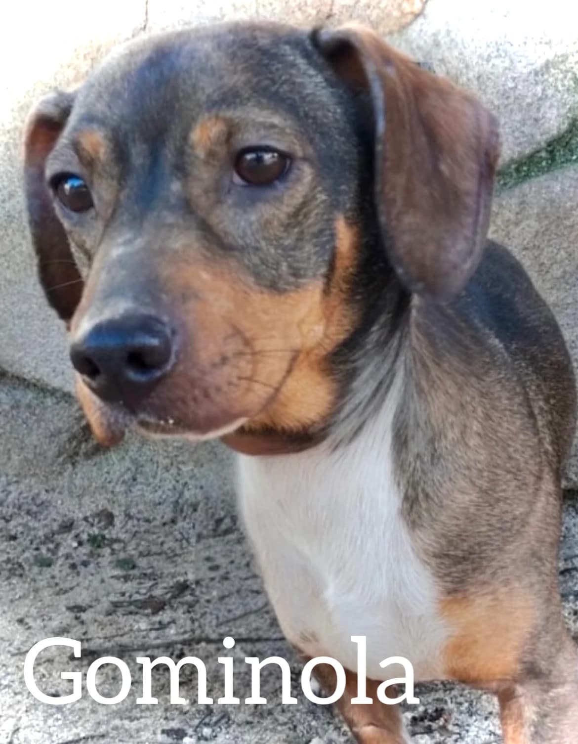 GOMINOLA, female young Dachshund for adoption at DogHorseCity, Toledo