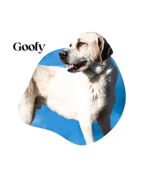 GOOFY,  senior Spanish Mastiff for adoption at DogHorseCity, Toledo