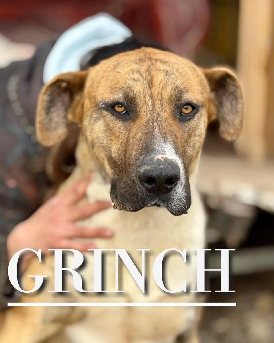 GRINCH,  3yo Spanish Mastiff for adoption at DogHorseCity, Toledo