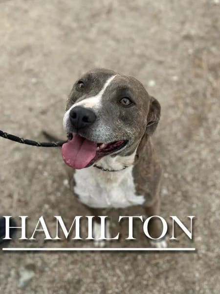 HAMILTON, male 4yo Pit Bull Terrier for adoption at DogHorseCity, Toledo