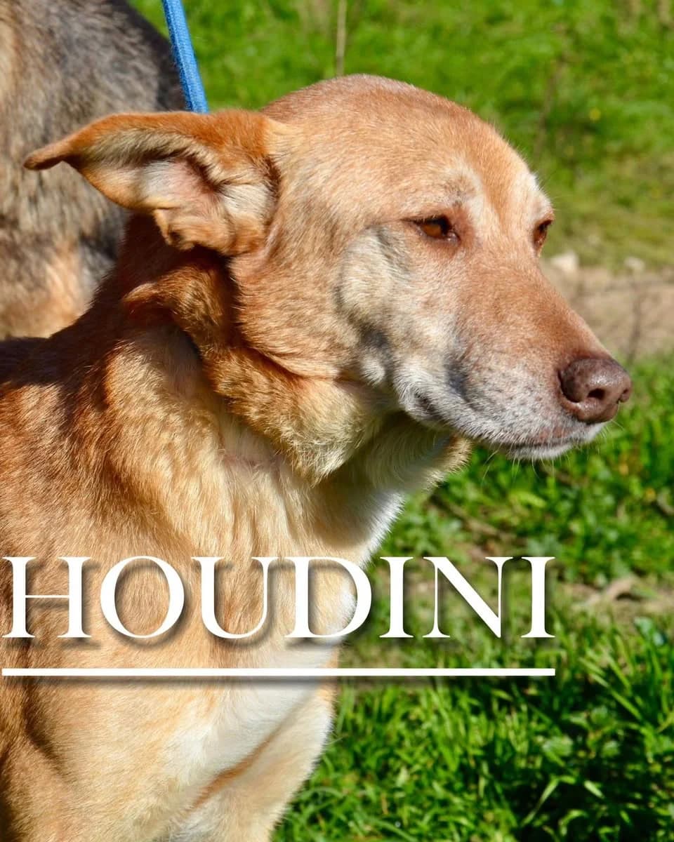 HOUDINI,  7yo Mixed Breed for adoption at DogHorseCity, Toledo