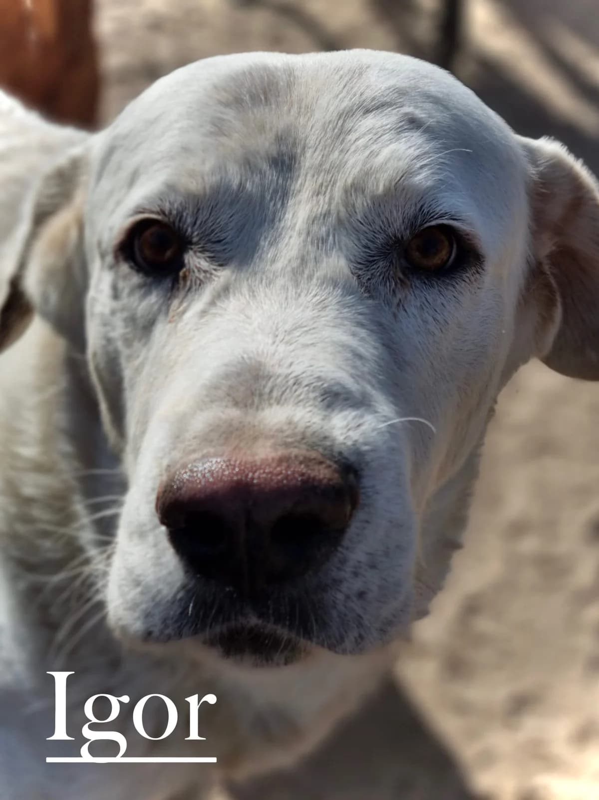 IGOR, male 7yo Spanish Mastiff for adoption at DogHorseCity, Toledo