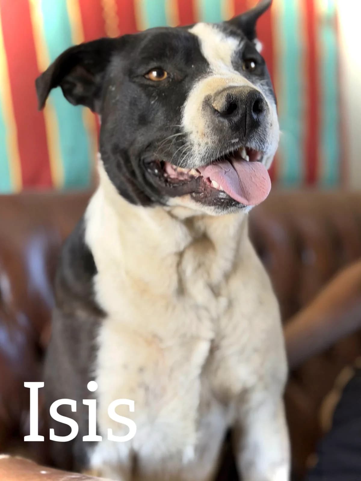 ISIS, female young Pit Bull Terrier for adoption at DogHorseCity, Toledo