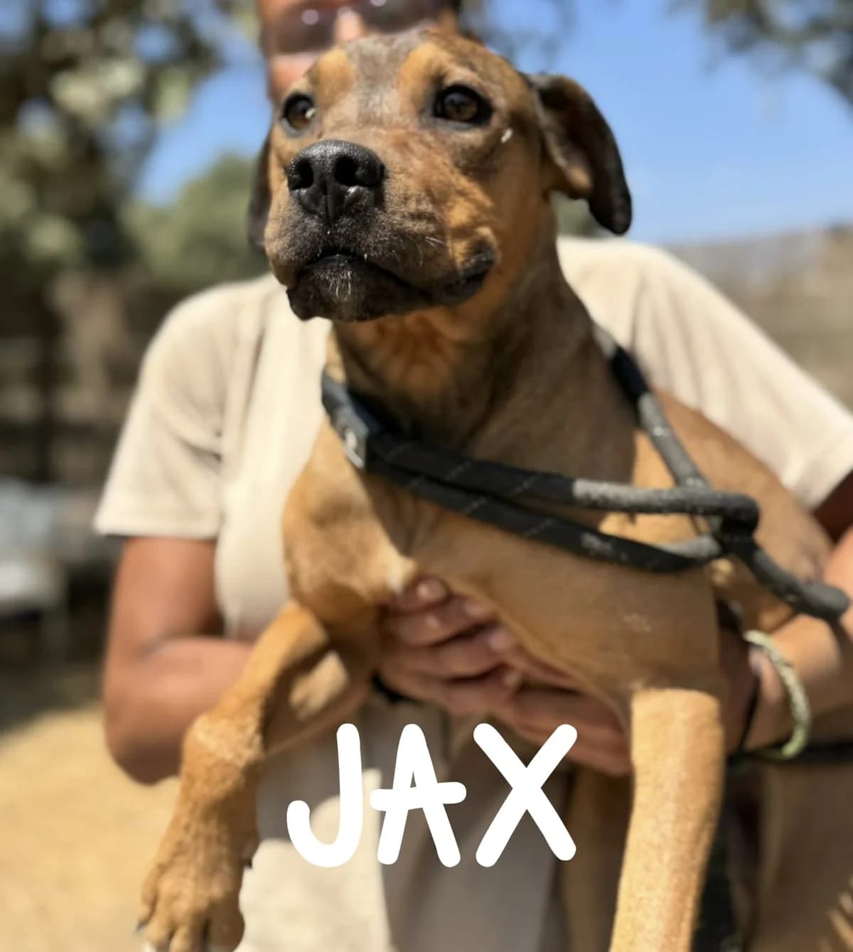 JAX, male 3yo Mixed Breed for adoption at DogHorseCity, Toledo