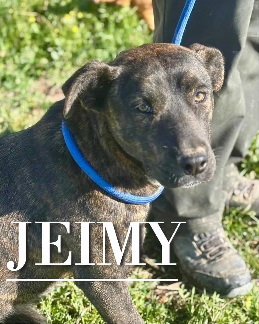 JEIMY,  young Pit Bull Terrier for adoption at DogHorseCity, Toledo
