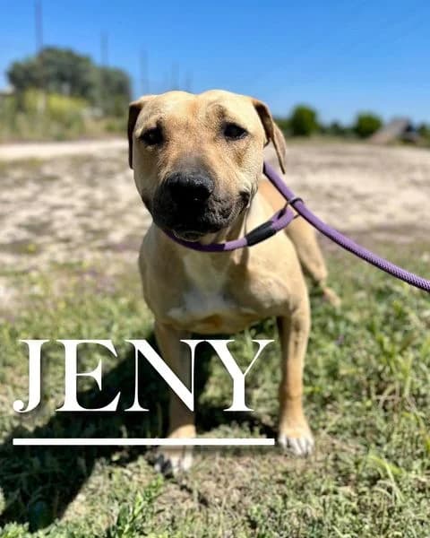 JENY, female 6yo Pit Bull Terrier for adoption at DogHorseCity, Toledo