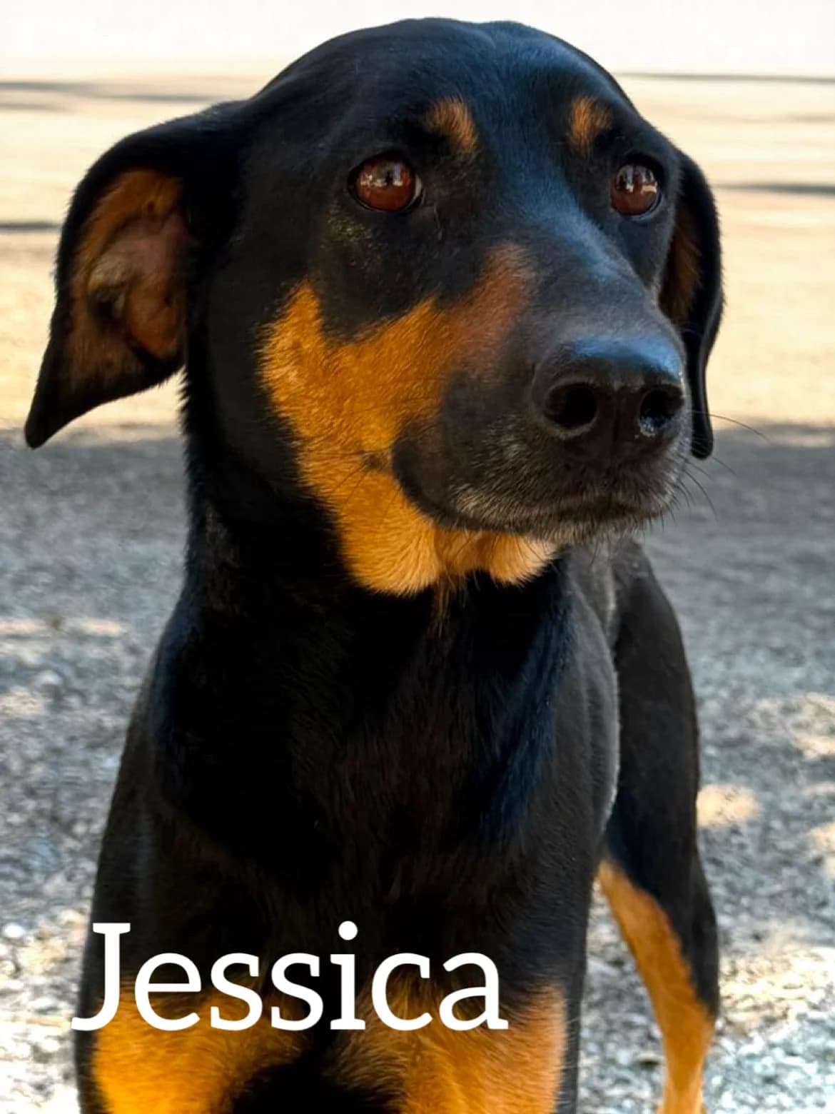 JESSICA, female young Mixed Breed for adoption at DogHorseCity, Toledo