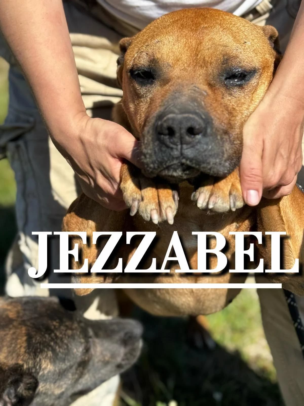 JEZZABEL,  senior Pit Bull Terrier for adoption at DogHorseCity, Toledo