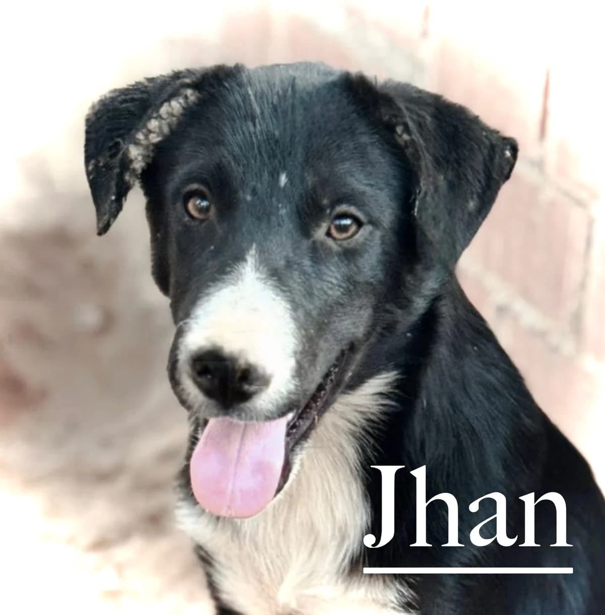 JHAN, male young Mixed Breed for adoption at DogHorseCity, Toledo