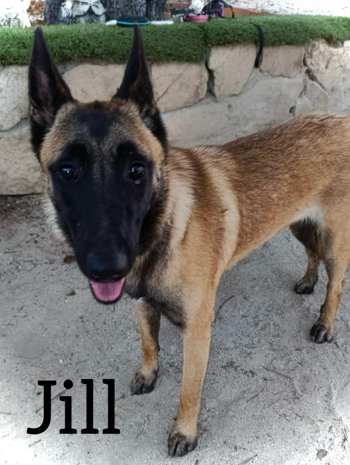 JILL, female young Belgian Malinois for adoption at DogHorseCity, Toledo