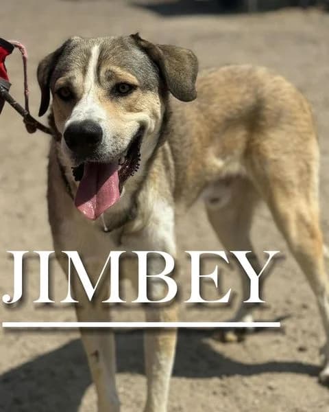 JIMBEY, male 3yo Spanish Mastiff for adoption at DogHorseCity, Toledo