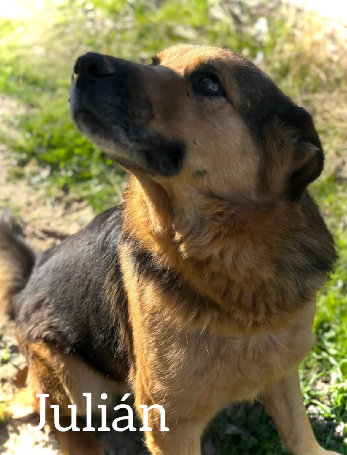 JULIÁN, male senior German Shepherd for adoption at DogHorseCity, Toledo