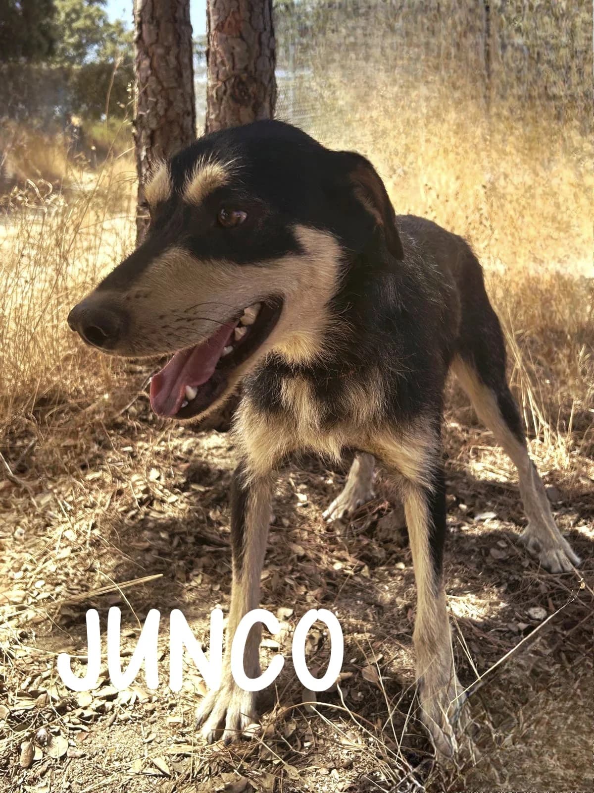 JUNCO, male young Mixed Breed for adoption at DogHorseCity, Toledo