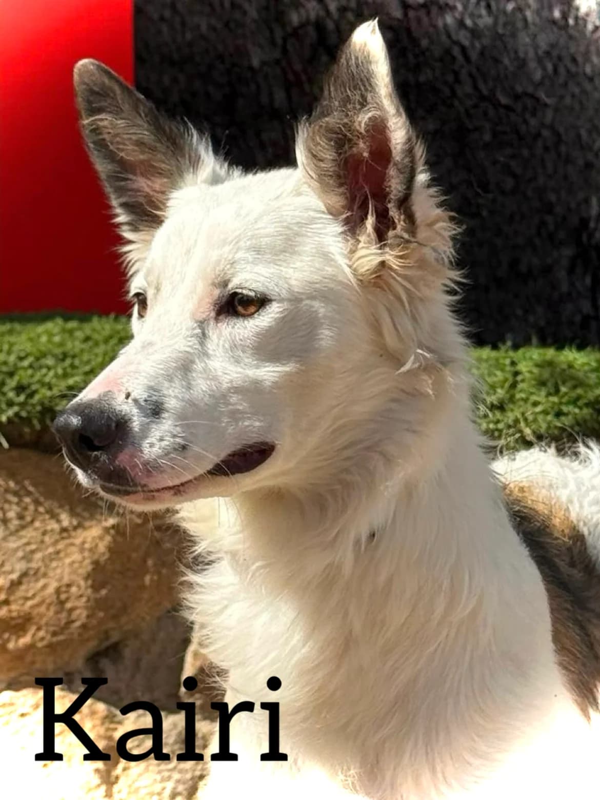 KAIRI, female puppy Border Collie for adoption at DogHorseCity, Toledo