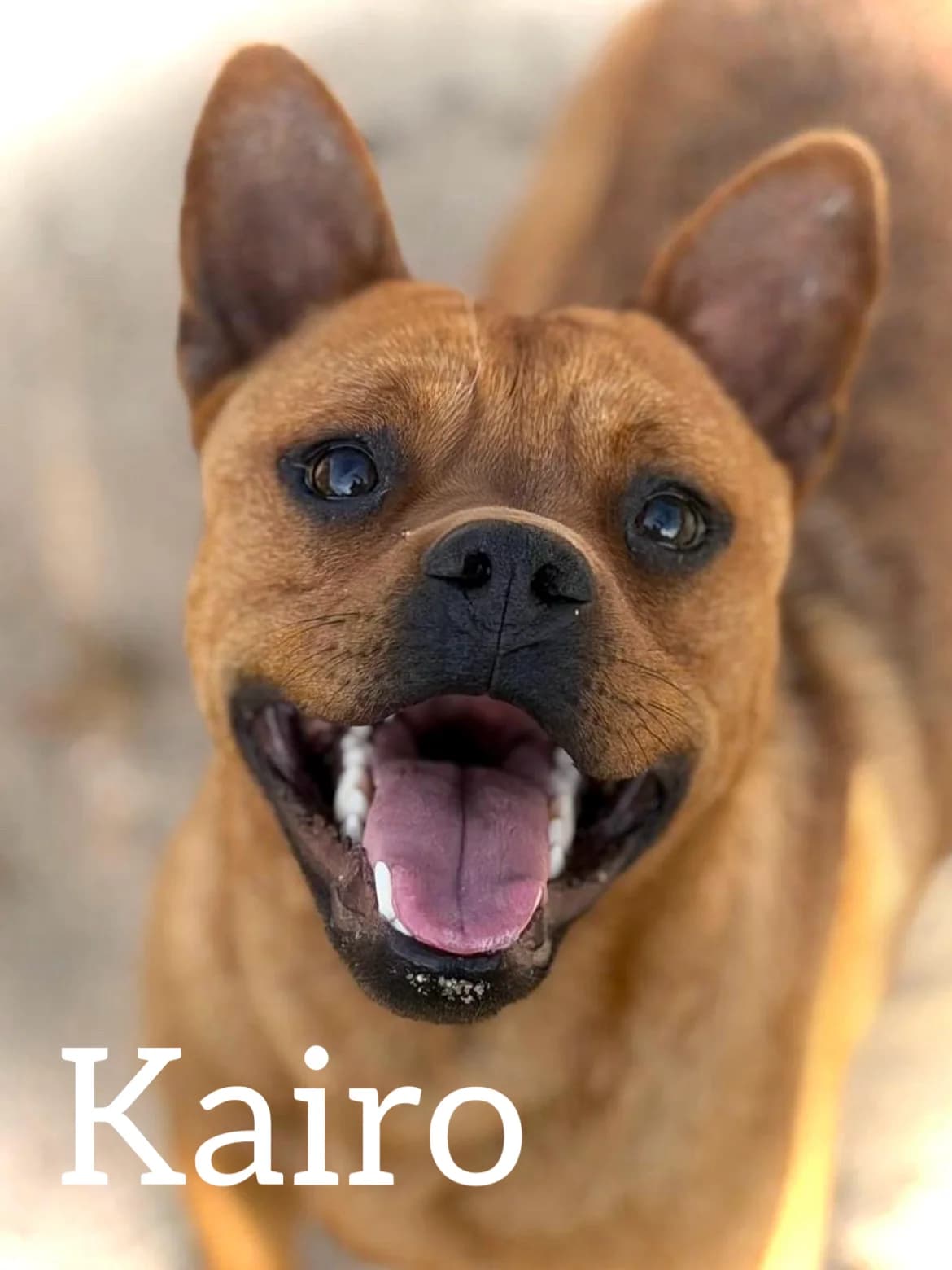 KAIRO, male young Mixed Breed for adoption at DogHorseCity, Toledo