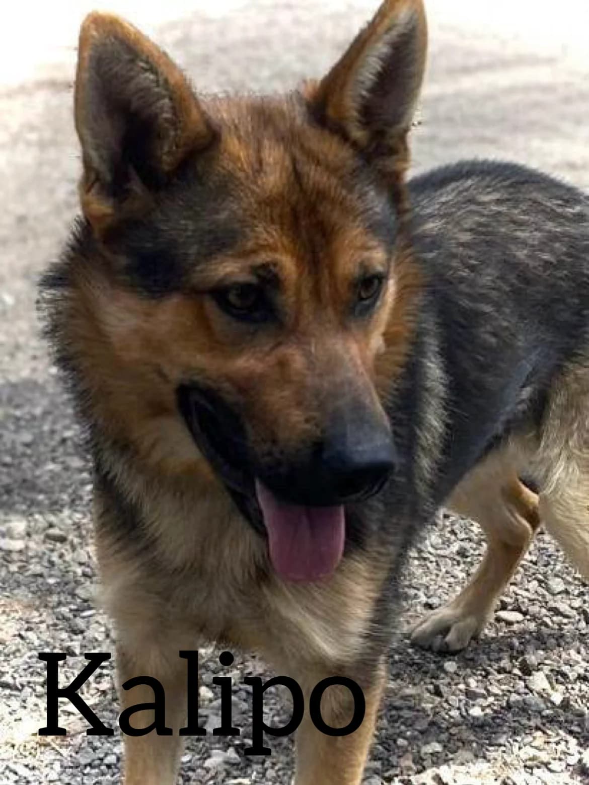 KALIPO, male young German Shepherd for adoption at DogHorseCity, Toledo