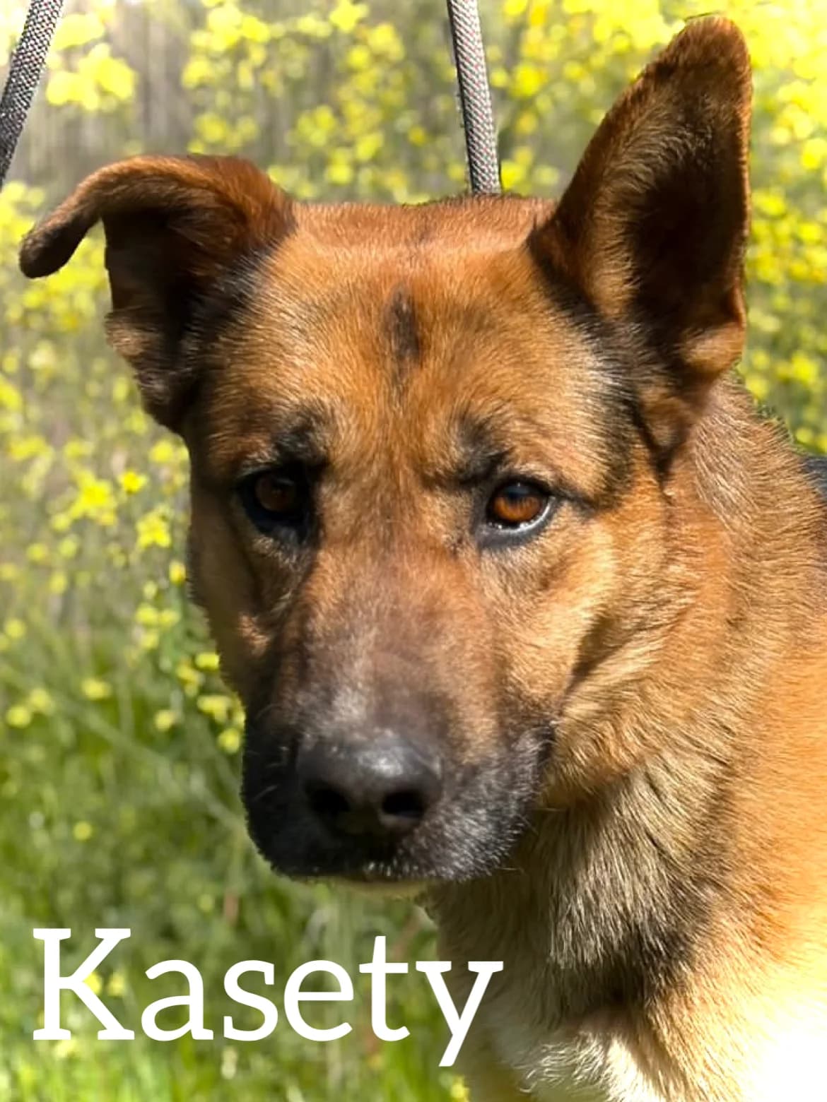 KASETY, male 4yo German Shepherd for adoption at DogHorseCity, Toledo