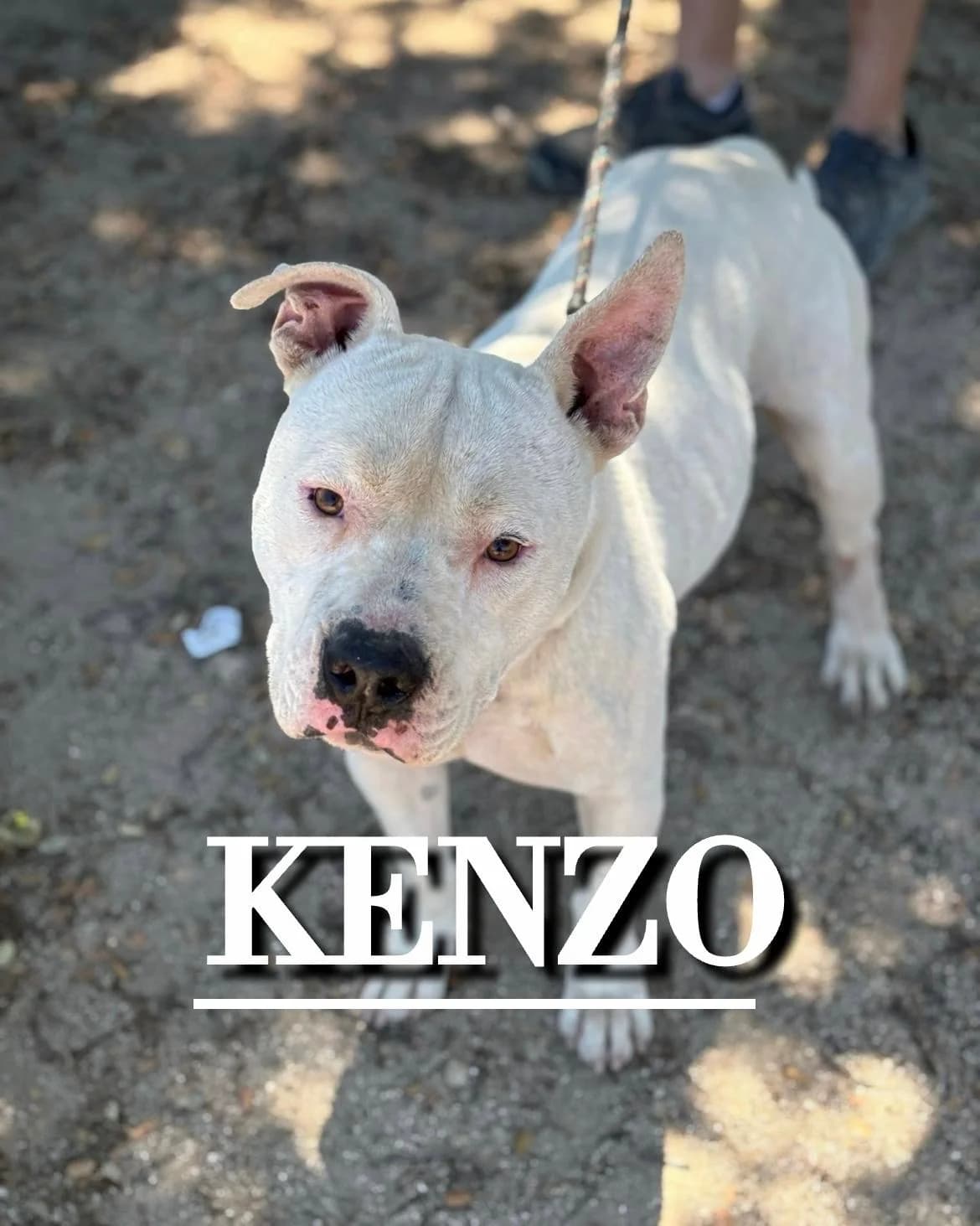 KENZO,  5yo American Staffordshire Terrier for adoption at DogHorseCity, Toledo