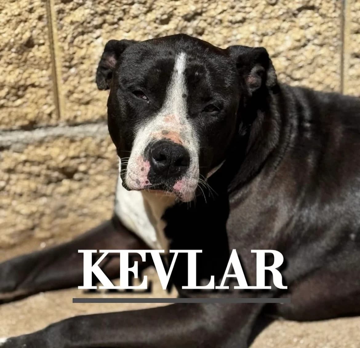 KEVLAR,  4yo Mixed Breed for adoption at DogHorseCity, Toledo