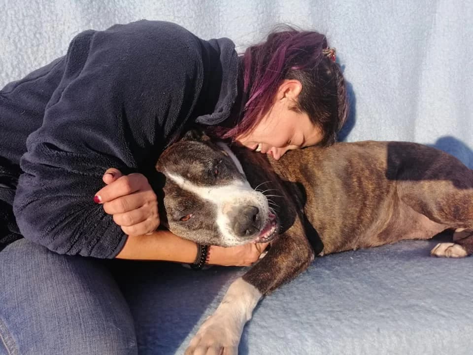 KIARA,  senior American Staffordshire Terrier for adoption at DogHorseCity, Toledo