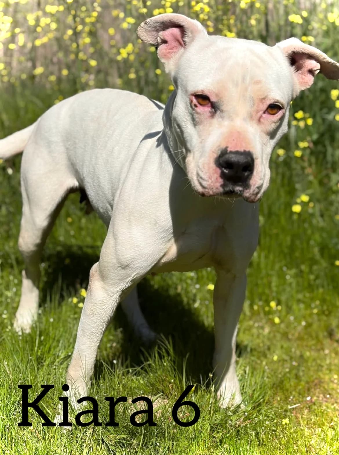 KIARA 6, female 5yo Pit Bull Terrier for adoption at DogHorseCity, Toledo