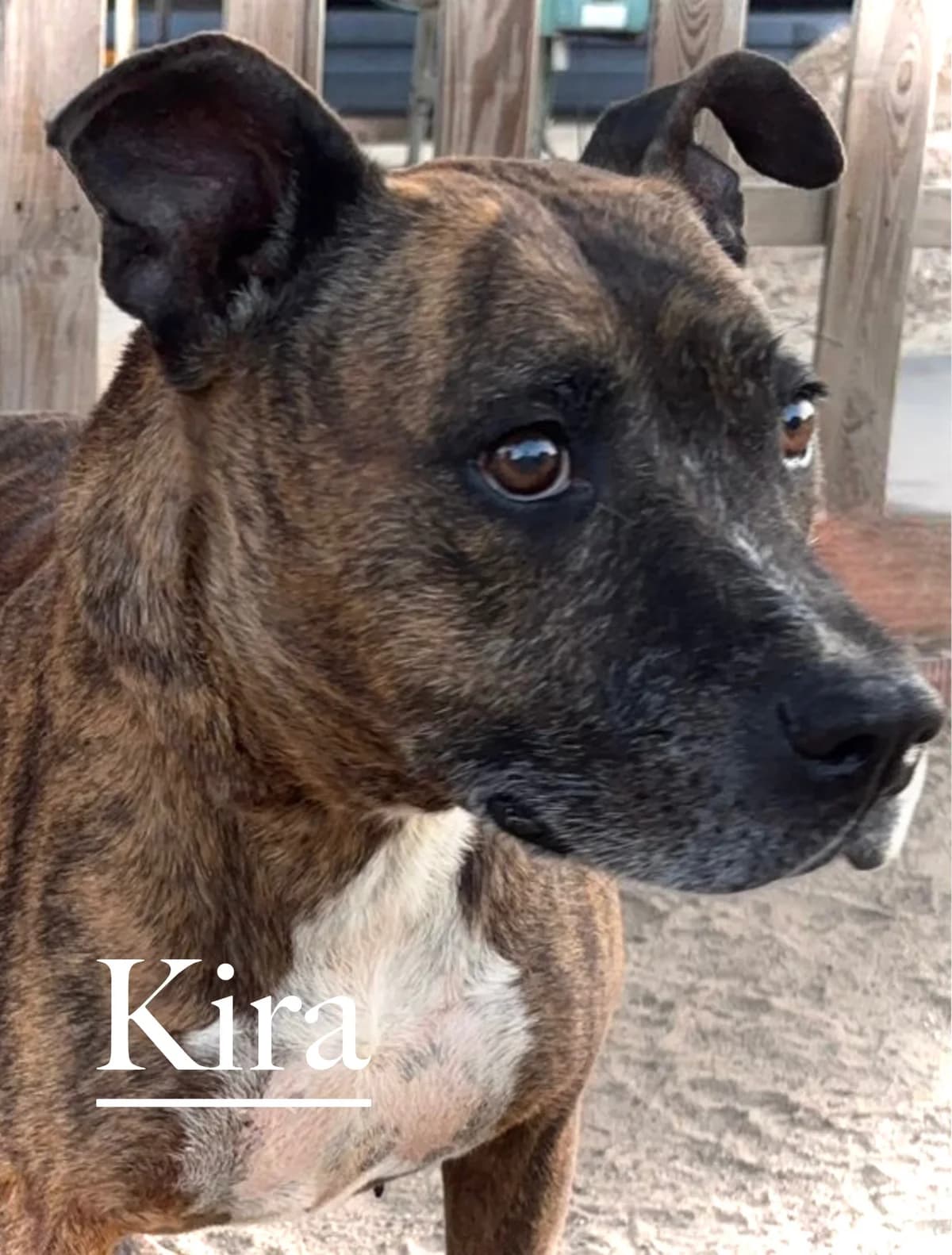 KIRA, female senior Pit Bull Terrier for adoption at DogHorseCity, Toledo