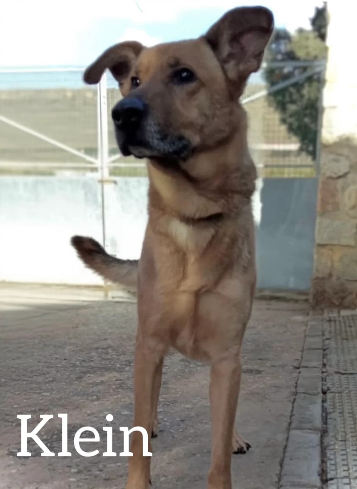 KLEIN, male 4yo Mixed Breed for adoption at DogHorseCity, Toledo