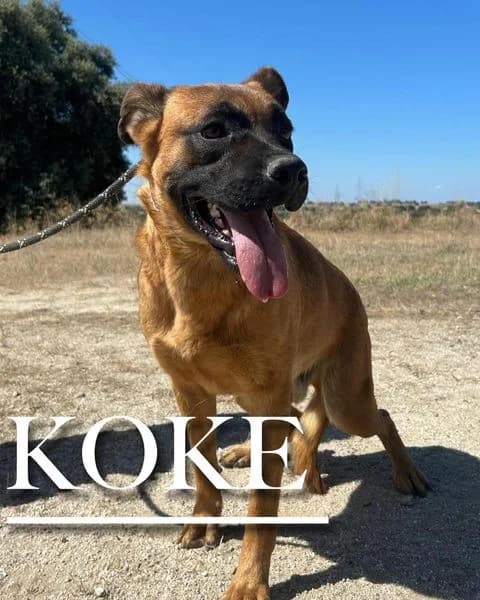 KOKE,  4yo German Shepherd for adoption at DogHorseCity, Toledo
