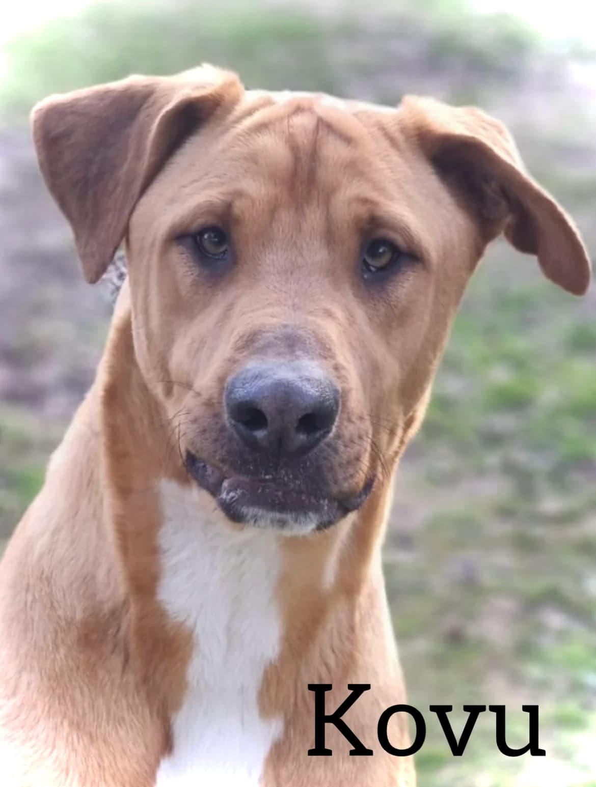 KOVU, male young Mixed Breed for adoption at DogHorseCity, Toledo