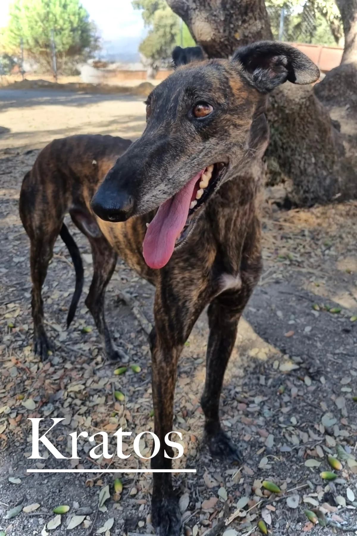 KRATOS, male 3yo Galgo Español for adoption at DogHorseCity, Toledo