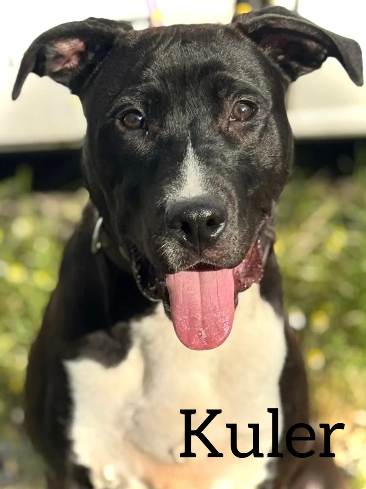 KULER, male puppy Pit Bull Terrier for adoption at DogHorseCity, Toledo