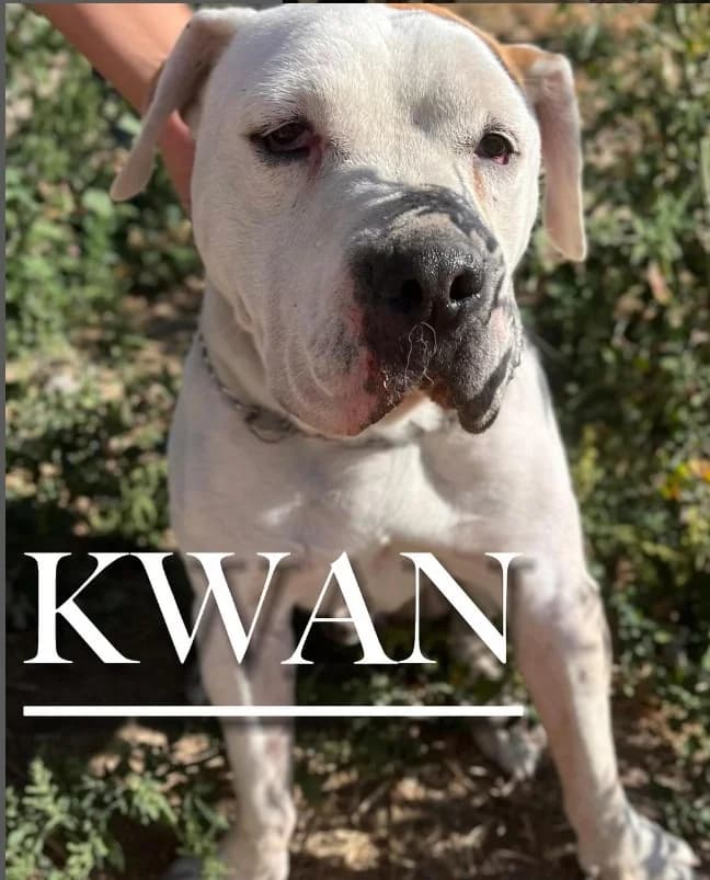 KWAN, male 4yo American Staffordshire Terrier for adoption at DogHorseCity, Toledo