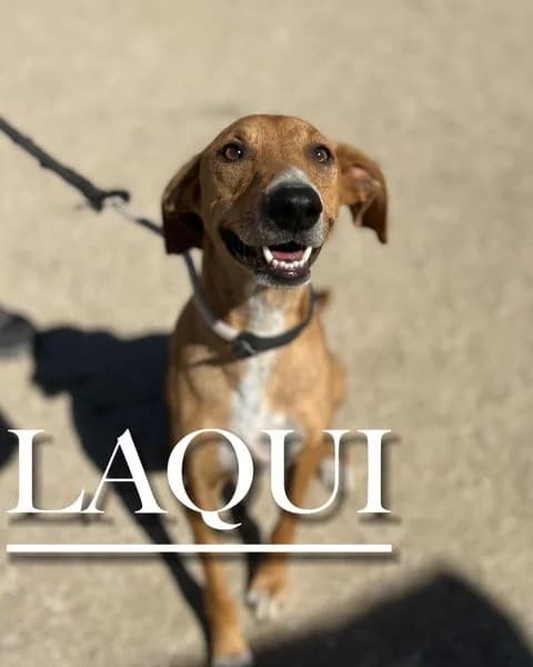 LAQUI,  6yo Mixed Breed for adoption at DogHorseCity, Toledo