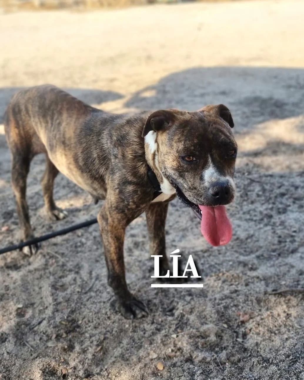 LIA,  7yo Pit Bull Terrier for adoption at DogHorseCity, Toledo